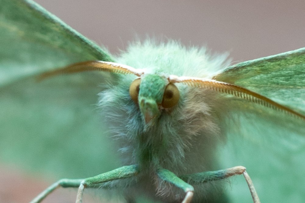 My green friend, the butterfly