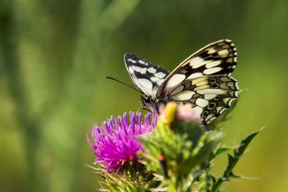 Photograph by Дмитрий Тимин