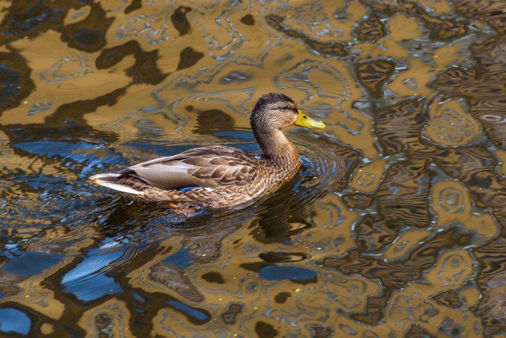Утка в отражении лета