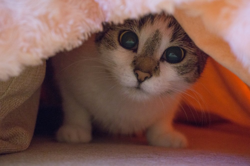 Hiding