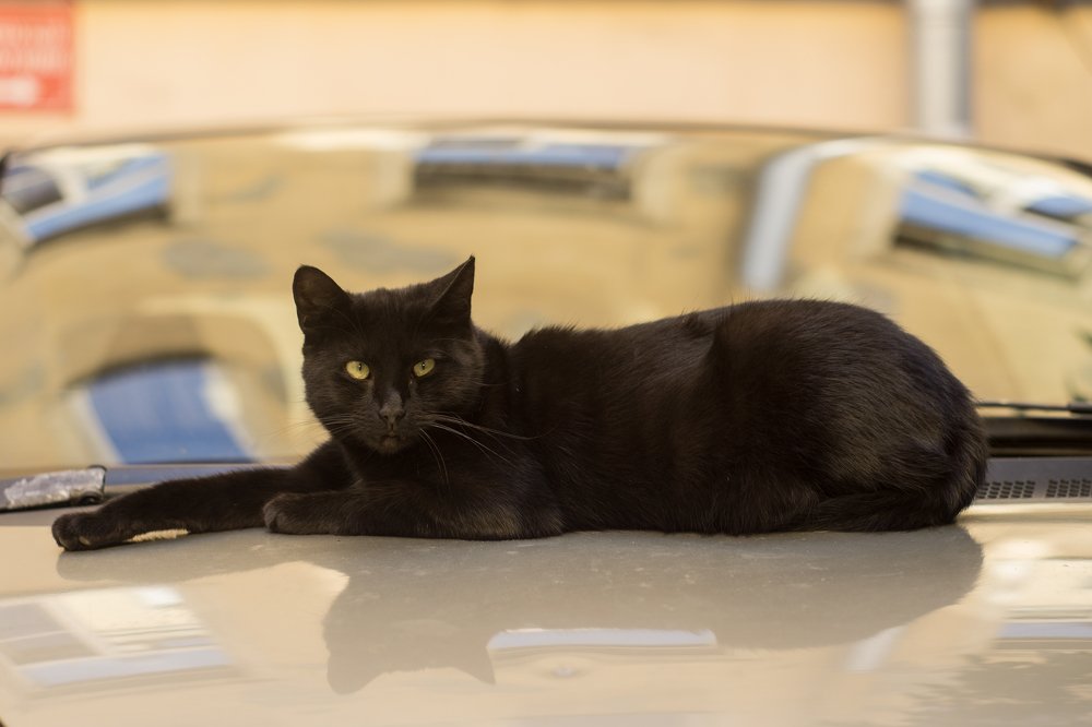 Black cat