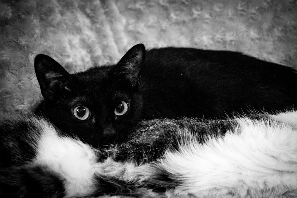 Eyes