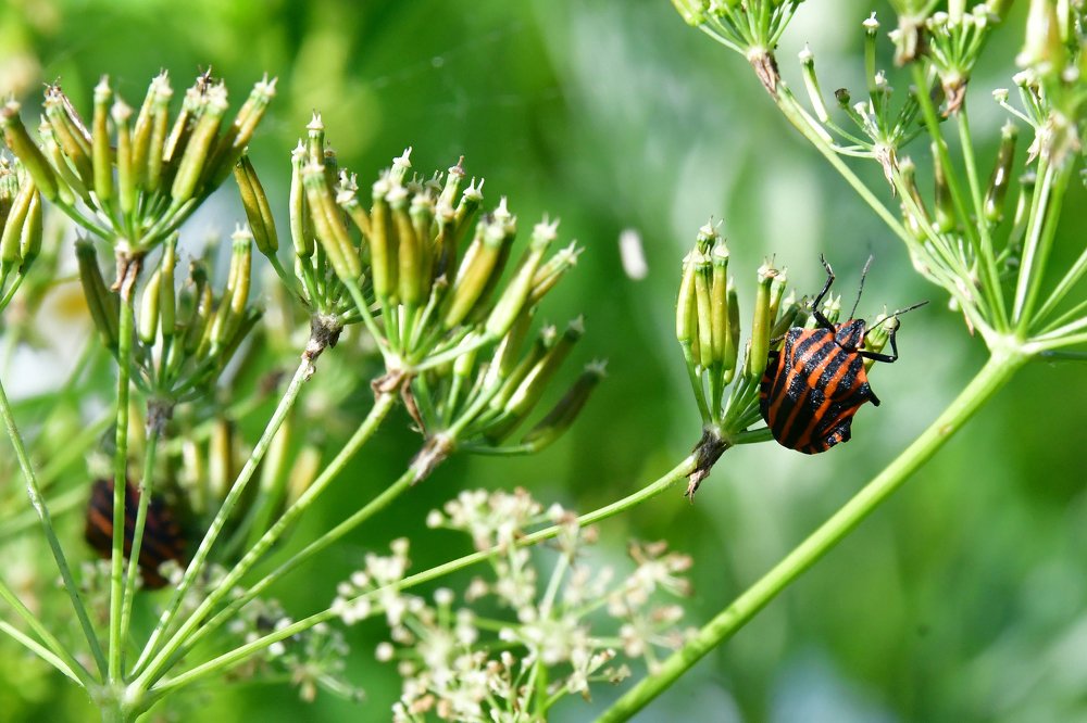 Завтрак жучка