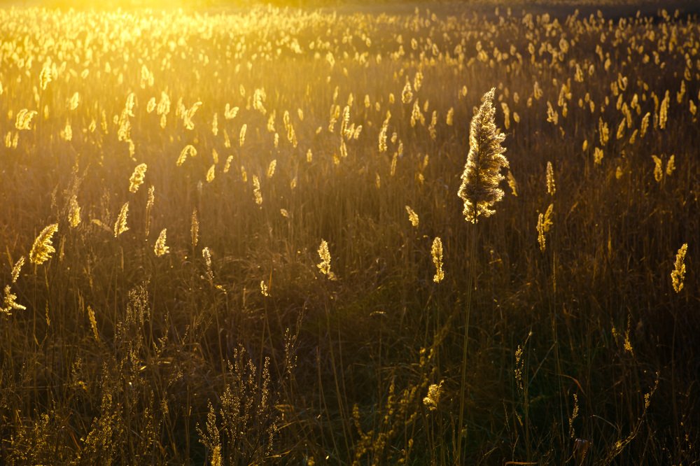 В золоте заката