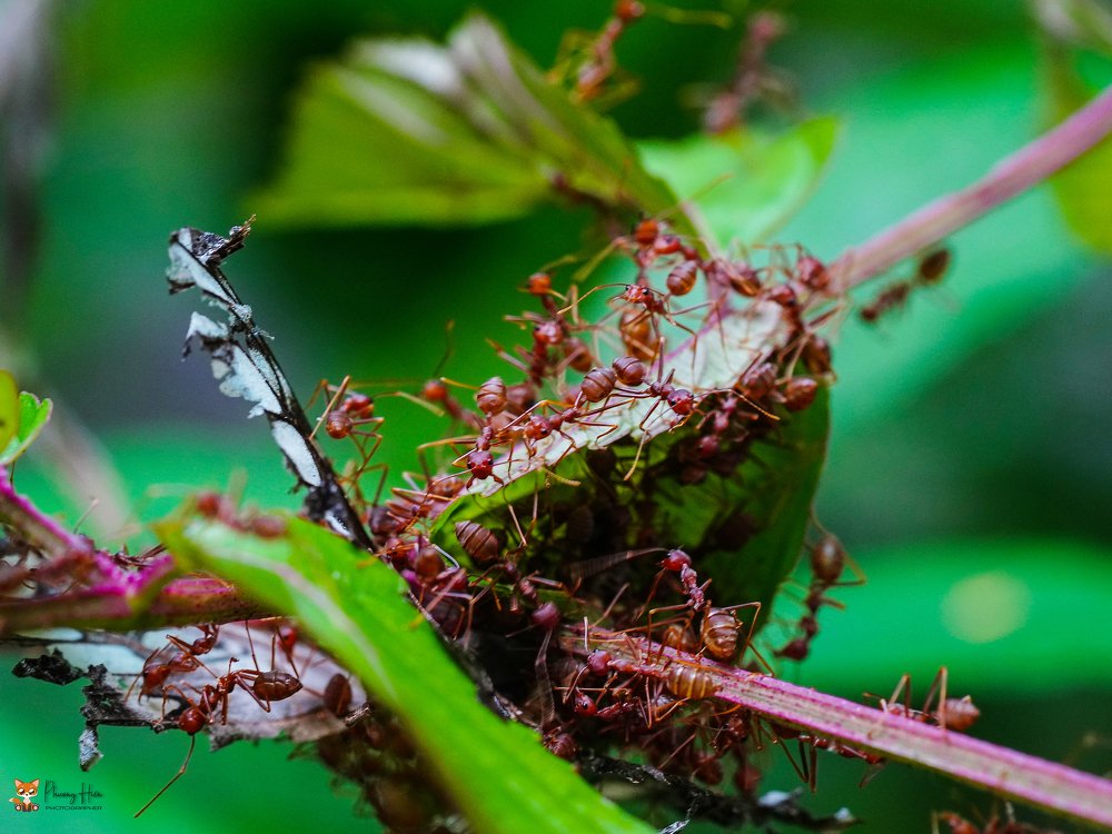 The Amazon Killing Aunt