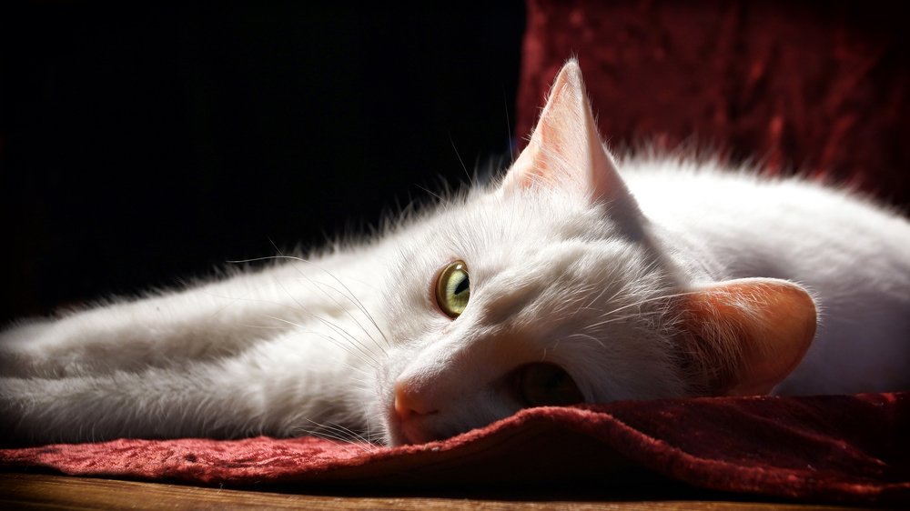 Фотография автора Степан Давыдов