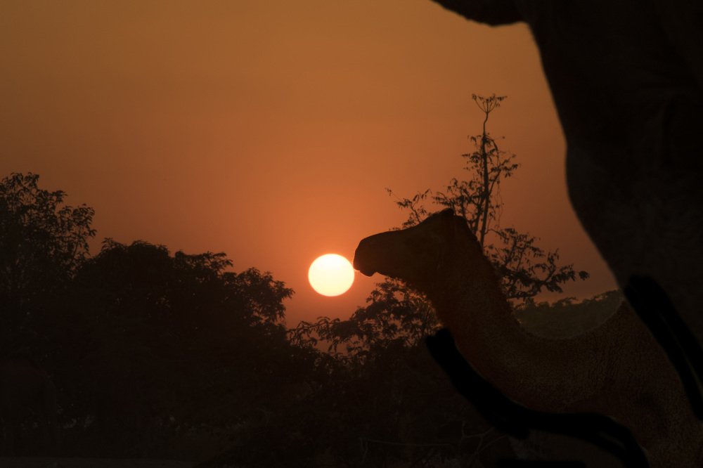 sunrise with camel