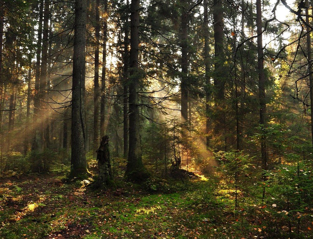 Утро в сосновом лесу