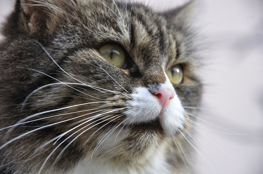 Про нос и усы