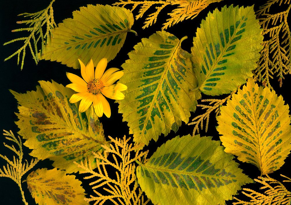 ОСЕННЯЯ КОМПОЗИЦИЯ