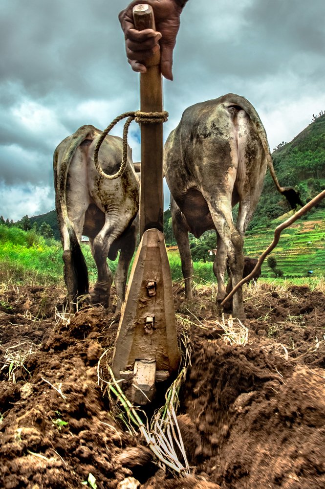 Hands with Plow