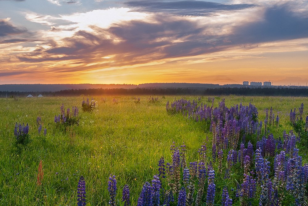 Люпины на закате.