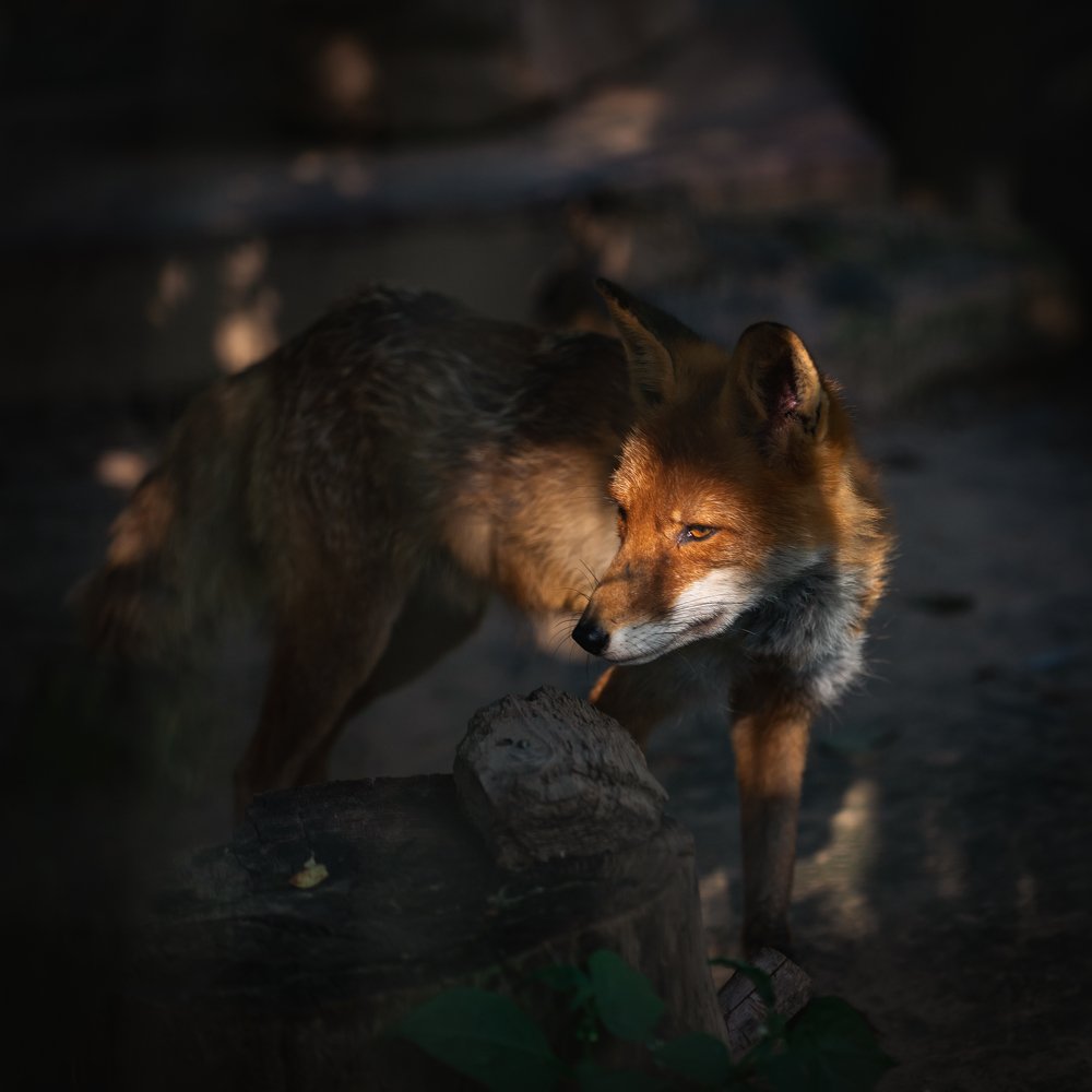 Photograph by Антон Малыгин