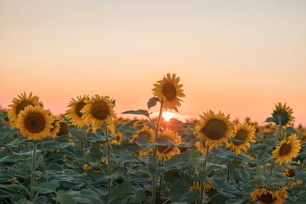 Подсолнухи