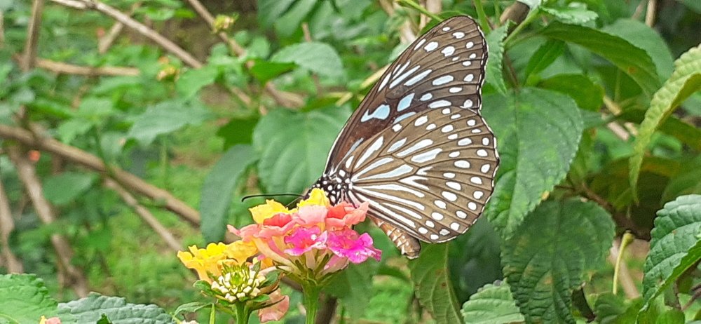 Indicator of balanced eco system: Butterfly!