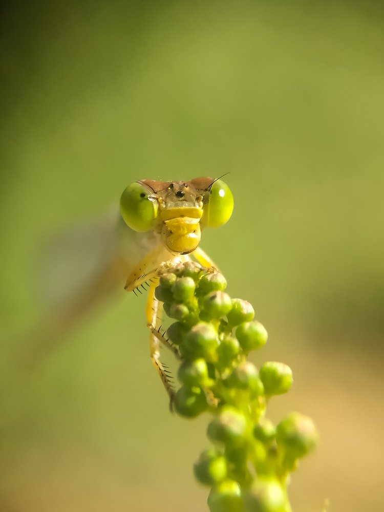 Smiling damselfly
