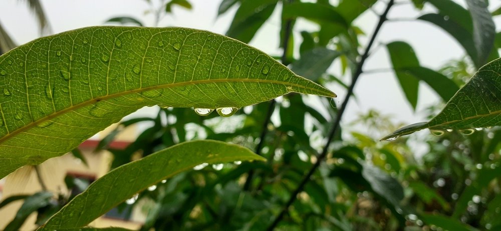 Rain drop!