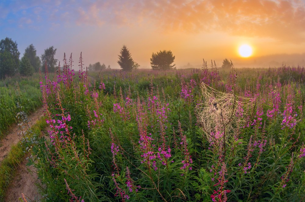 про паутинку, иван-чай и туманный рассвет