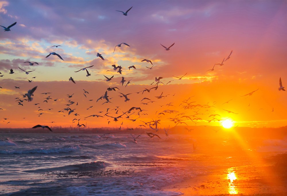 Чайки в лучах заката