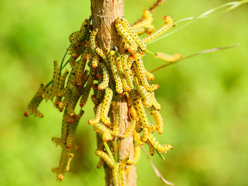 Сосновый пилильщик.