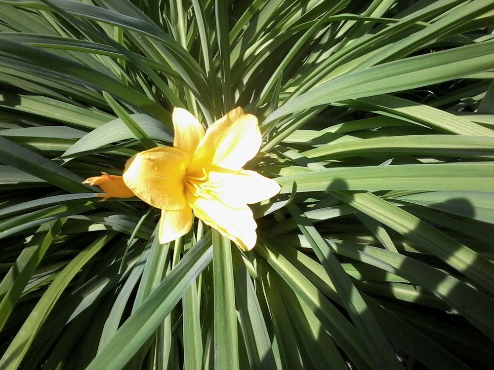 Просто цветок