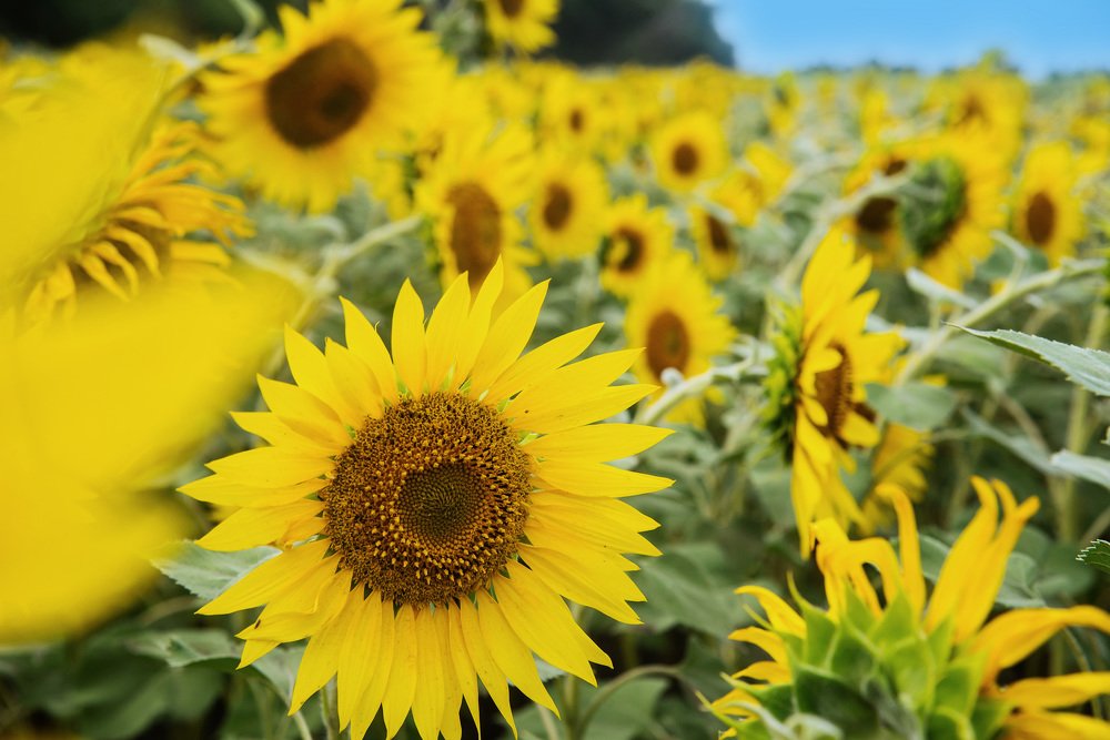 Подсолнухи