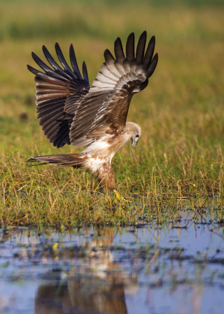 Hunting style of Brahmini Kite