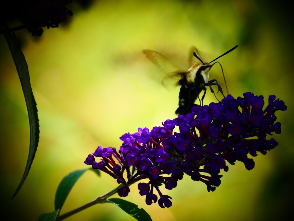 Сбор нектара.