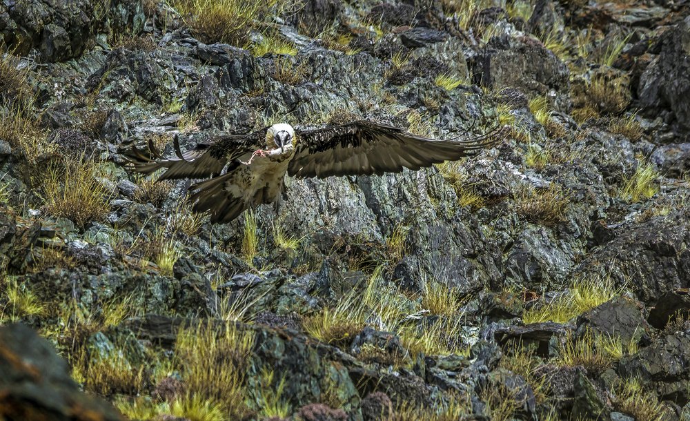 Бородач на охоте