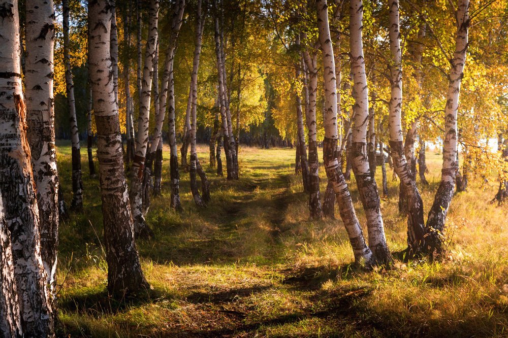 Золотой вечер