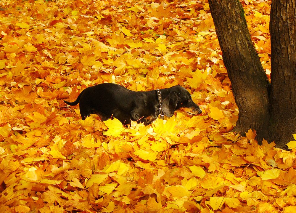 Листья желтые нам под ноги ложатся...