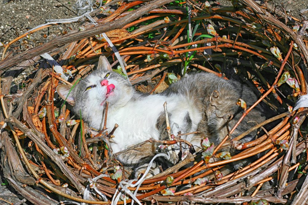 Весна. Коты во всю вьют гнезда