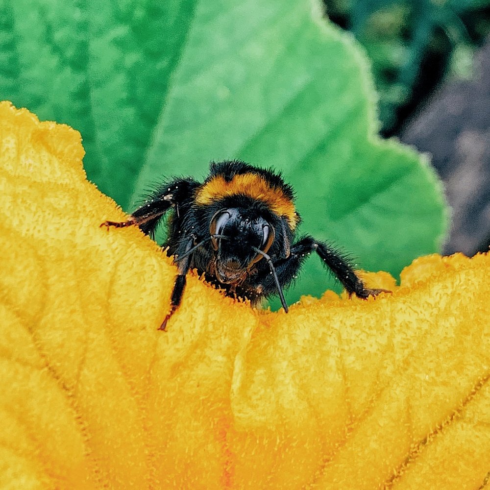 Bee