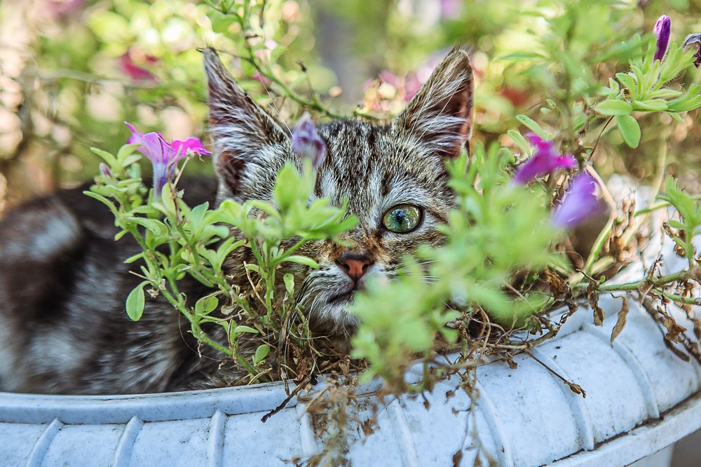 Осень. Из кустов на нас смотрит котябрь