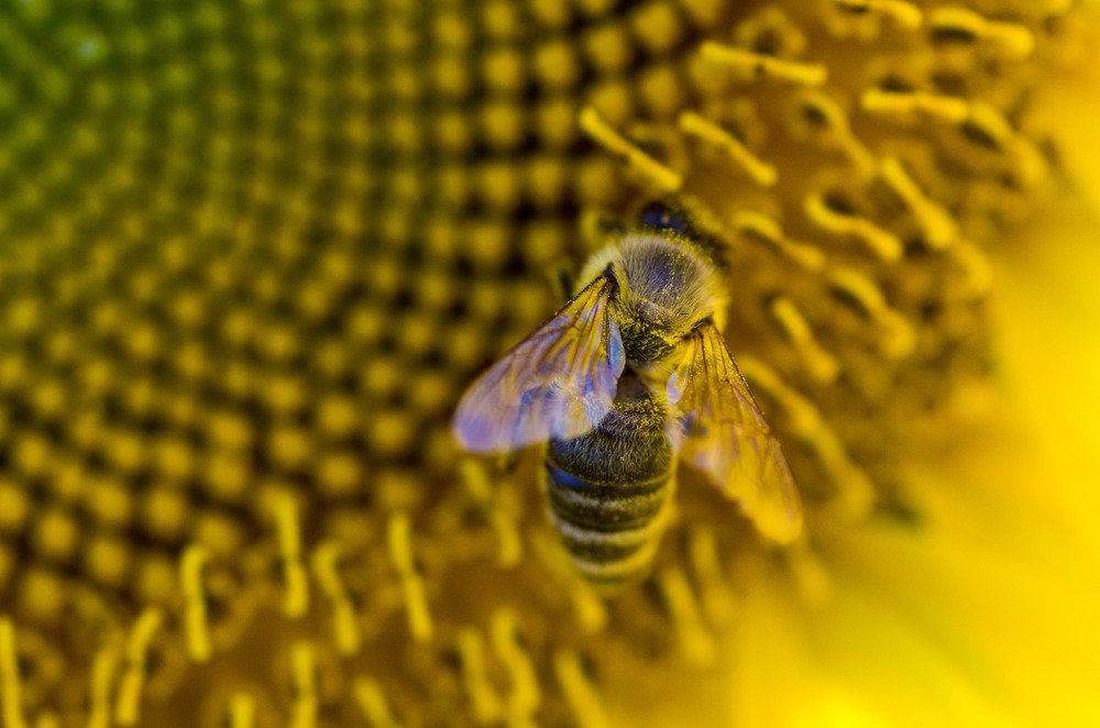 поласатая труженица