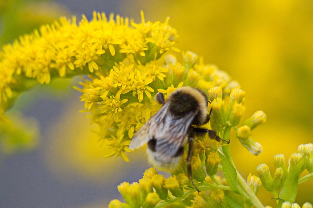 Мохнатый шмель