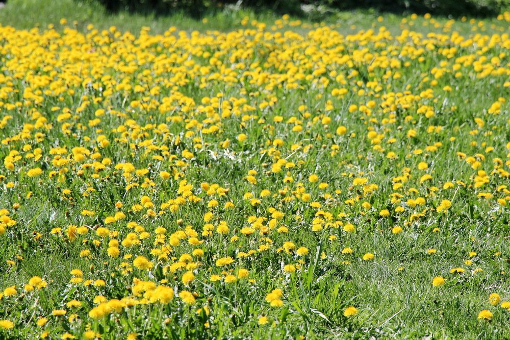 одуванчиковое поле