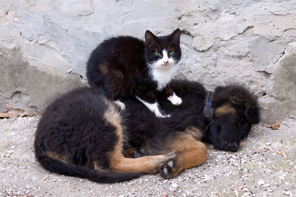 Нашла перинку