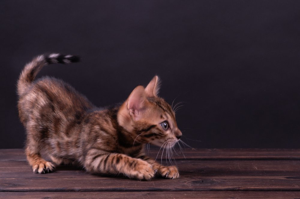 The most dangerous bengal in the world!