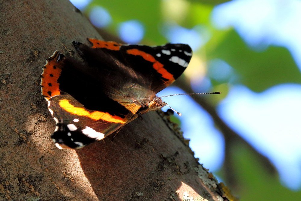 Уже не краснокнижный