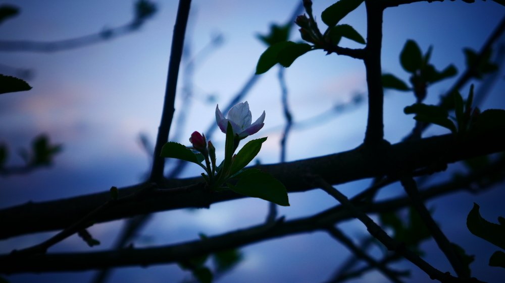 Голубое настроение.