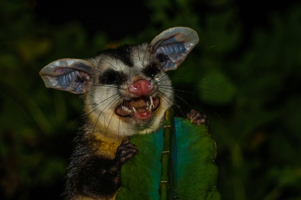 Possum