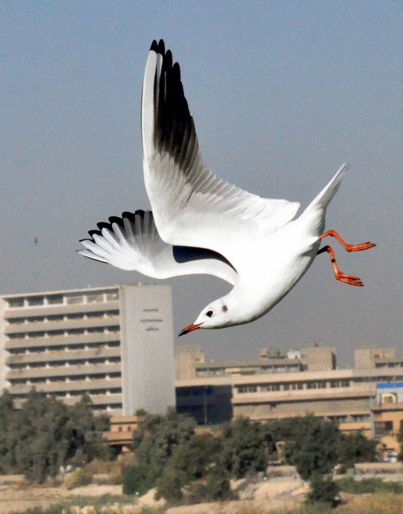 Photograph by علي الساعدي