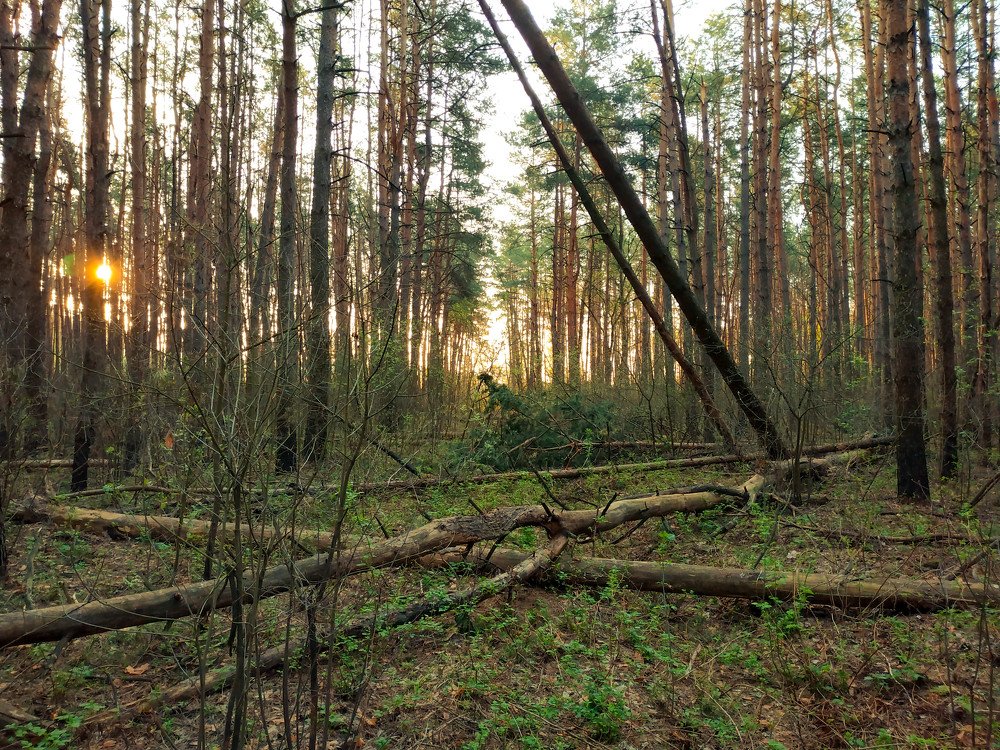Динозавры в брянском лесу
