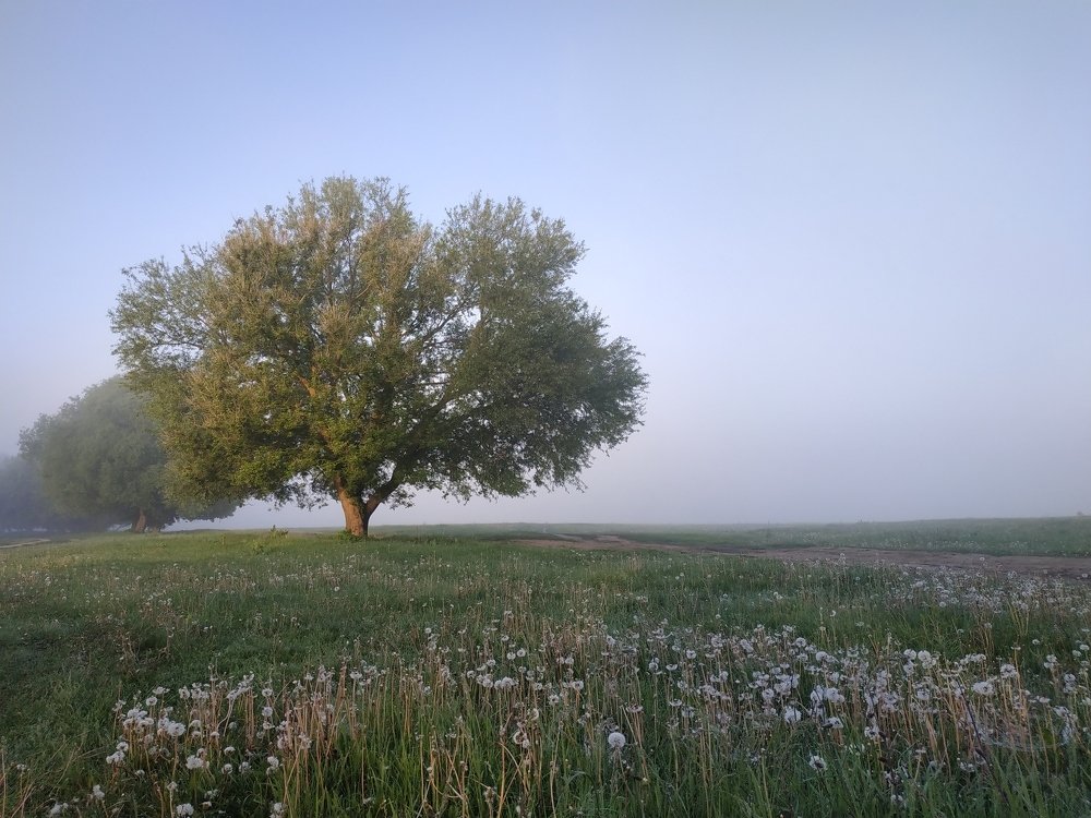 Туманное утро