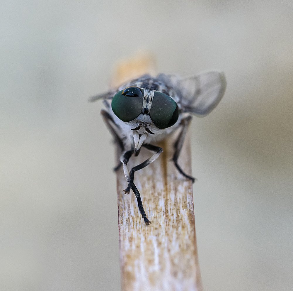 Photograph by Vahid Setoodeh