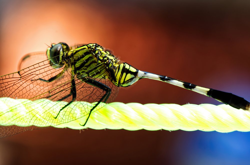 Dragon Fly