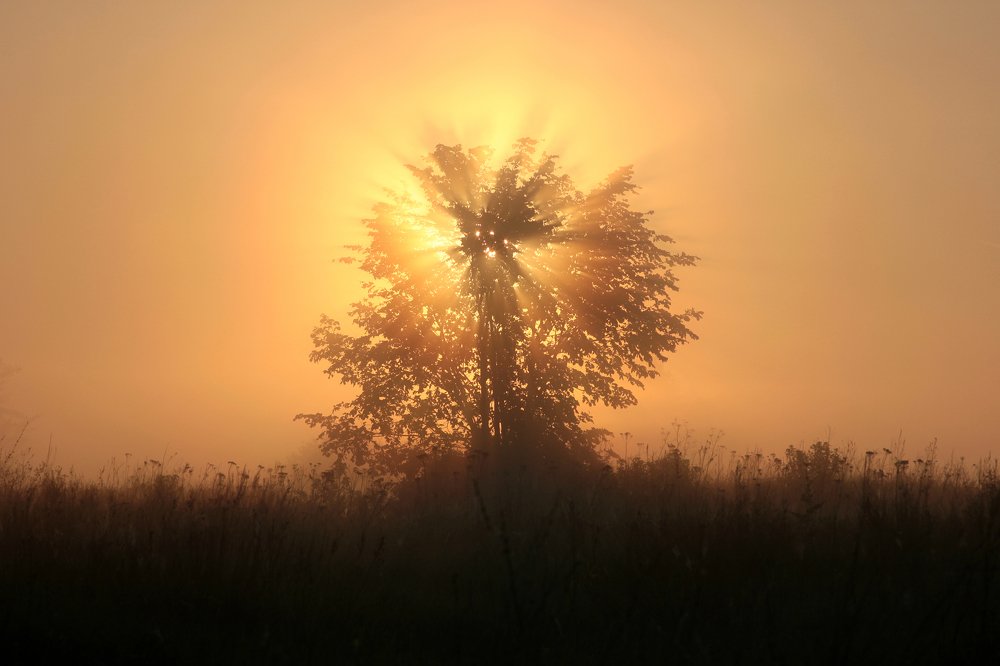 утреннее золото