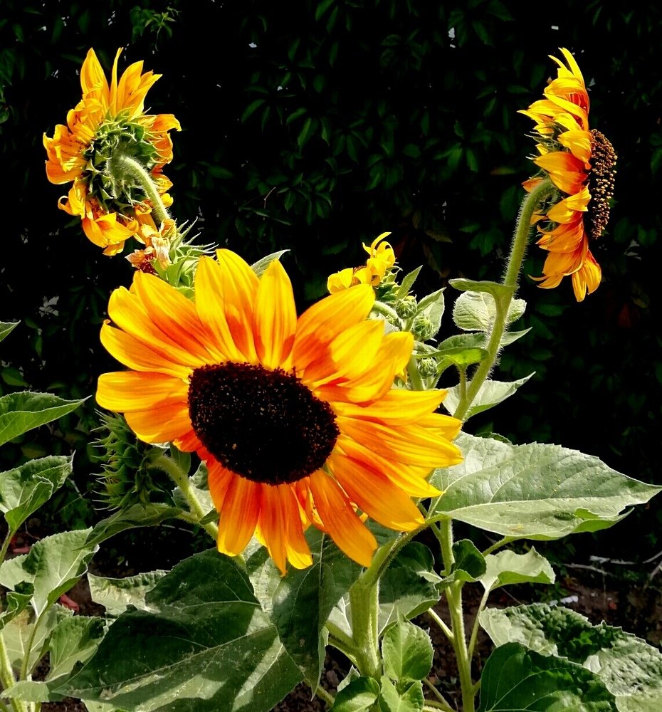 Заженный солнцем