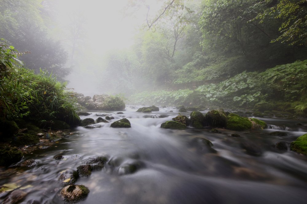 из тумана вытекает